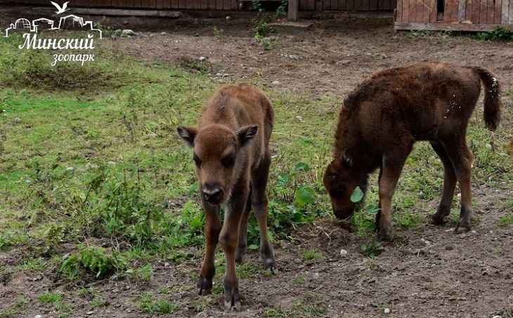 В Минском зоопарке родились зубрята-близнецы
