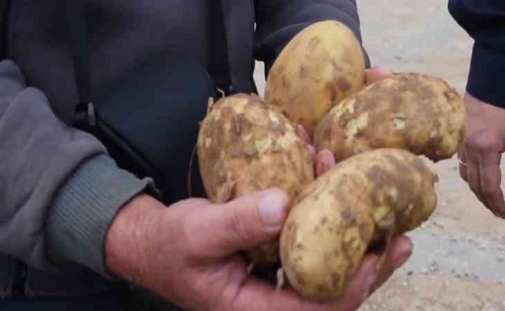 Под Витебском мужчина накопал на фермерском поле картошки и закопал там ключи от дома