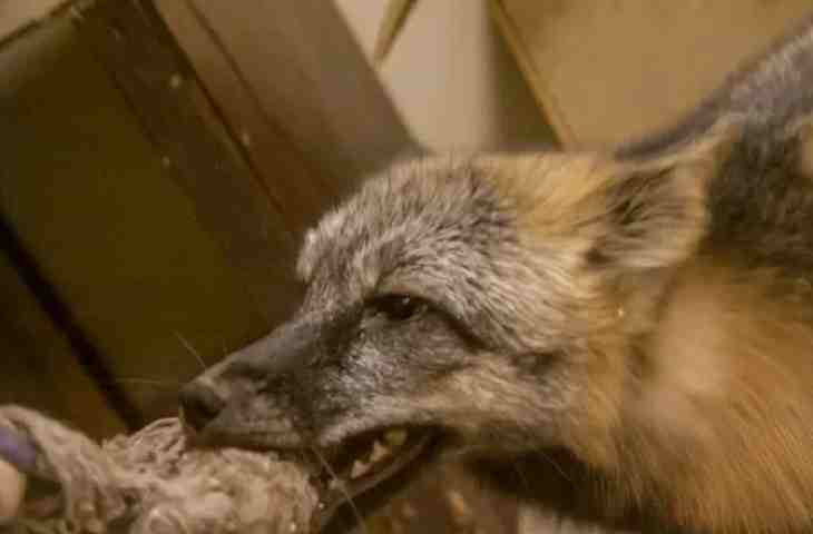 Заболеваемость бешенством среди диких и домашних животных в 2019 году снизилась