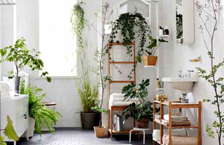 Какие растения идеально подойдут для ванной комнаты