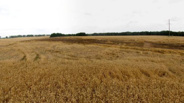 Дети подожгли поле пшеницы под Дзержинском Дети подожгли поле пшеницы под Дзержинском