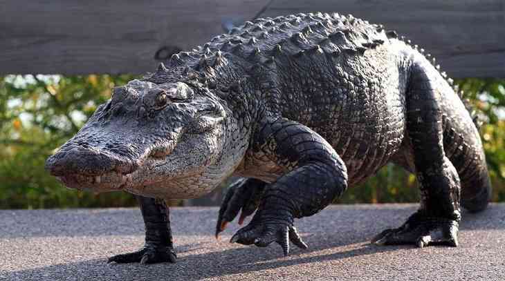 Мужчина голыми руками разжал пасть аллигатора и спас собаку Мужчина голыми руками разжал пасть аллигатора и спас собаку