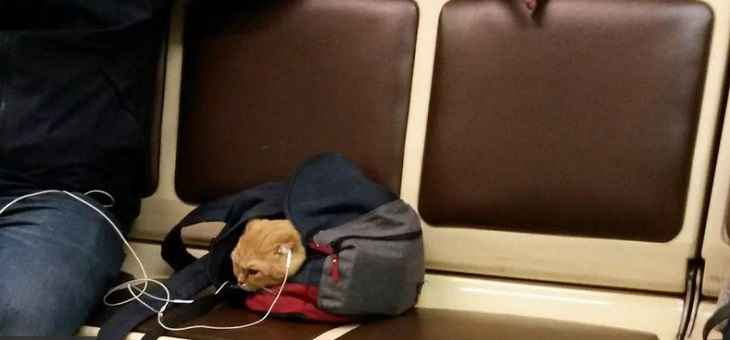 Кот в наушниках в московском метро рассорил пользователей сети