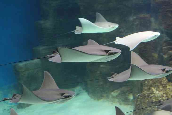 Ученые создали биоробота в форме морского дьявола Ученые создали биоробота в форме морского дьявола