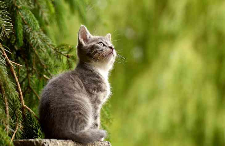 Ветеринары сообщили любопытные факты о кошках