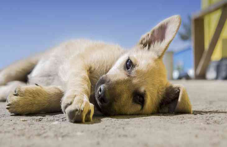 Ветеринары рассказали о том, как спасти собаку от смерти из-за укуса клеща