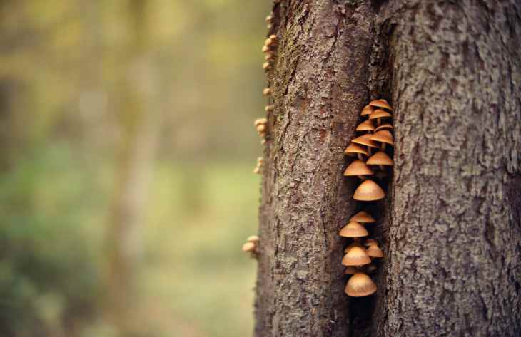 Как вылечить рак коры у дерева: 4 работающих способа 