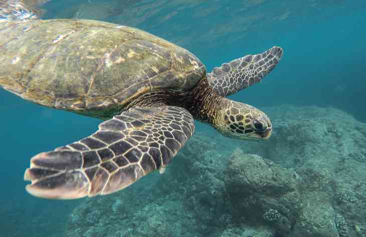 Ученые: черепахи вынуждены есть пластик, потому что он напоминает им еду