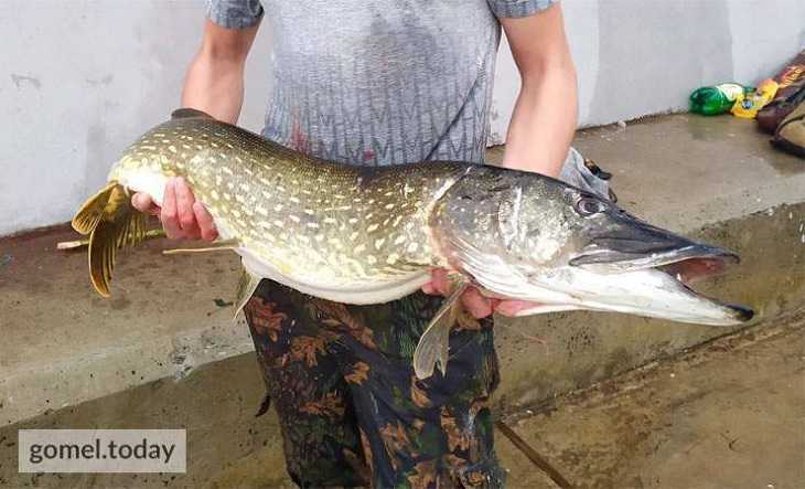 Рыбак в центре Гомеля поймал щуку-монстра