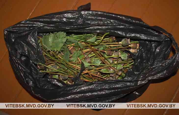 Под Витебском у мужчины отняли 1,6 кг маковой соломы: хотел опиум готовить