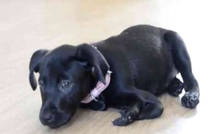 В Англии появился на свет щенок лабрадора с 6 лапами