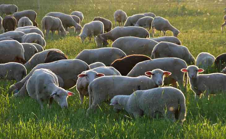 В Беларуси планируют развивать овцеводство: будет затрачено почти 300 млн рублей В Беларуси планируют развивать овцеводство: будет затрачено почти 300 млн рублей