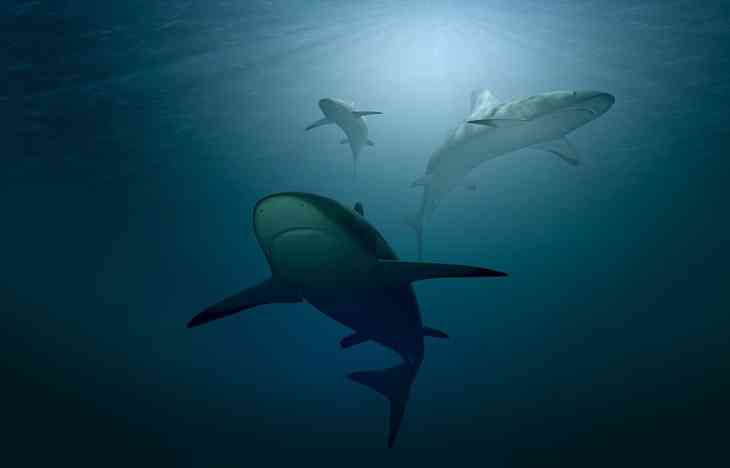 Ученые сняли на видео акулу величиной с подводную лодку