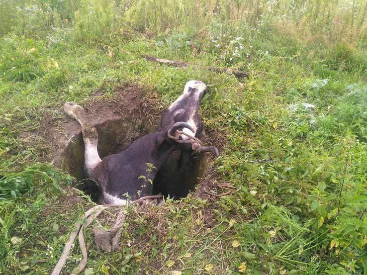 В Мозырском районе корова упала в колодец