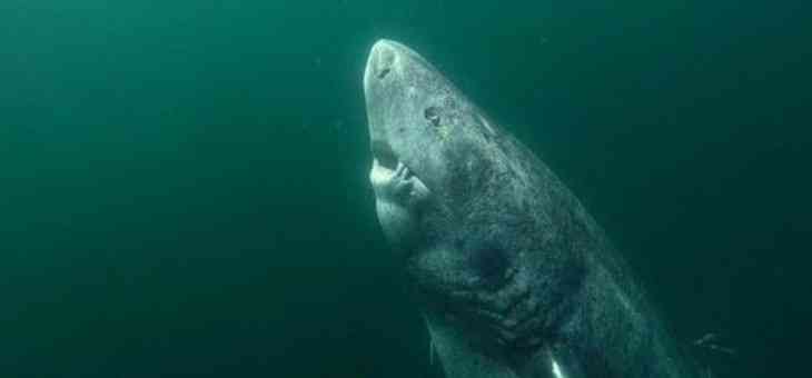 Найдена живая акула, которая старше Ивана Грозного и Шекспира 