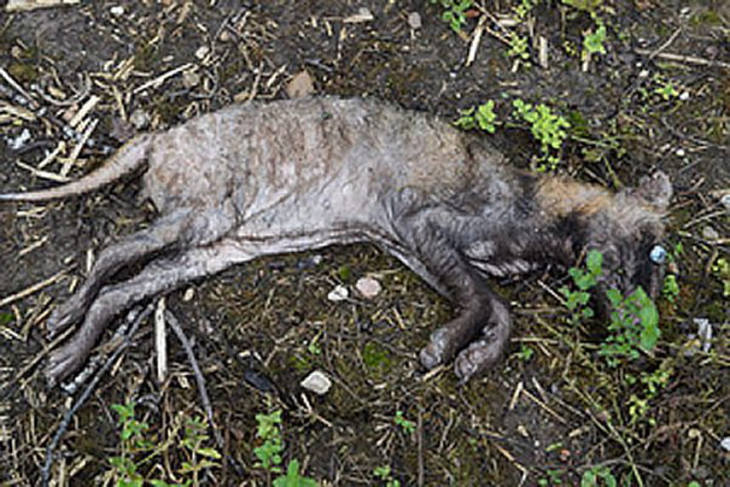 То ли собака, то ли кенгуру: В Ушачском районе сельчан терроризировал таинственный зверь