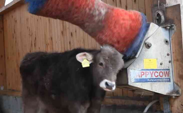 Агрокомбинат в Витебской области потратит $150 тысяч на чесалки для коров. Посмотрите, как они работают Агрокомбинат в Витебской области потратит $150 тысяч на чесалки для коров. Посмотрите, как они работают