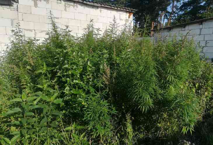 В Пинске обнаружено 300 кг конопли