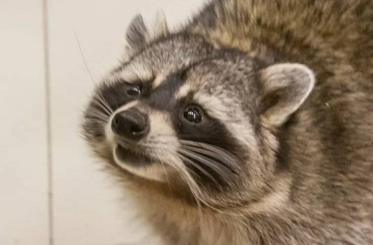 Подобрали у дороги. На трассе М1 бешеный енот покусал девушку