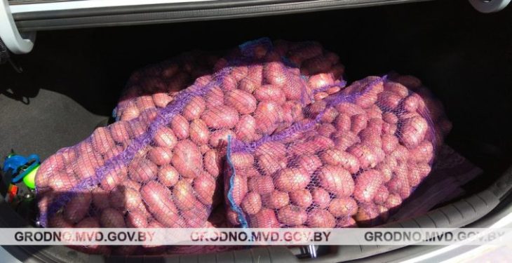 В Кореличском районе задержали «черного копателя» картошки