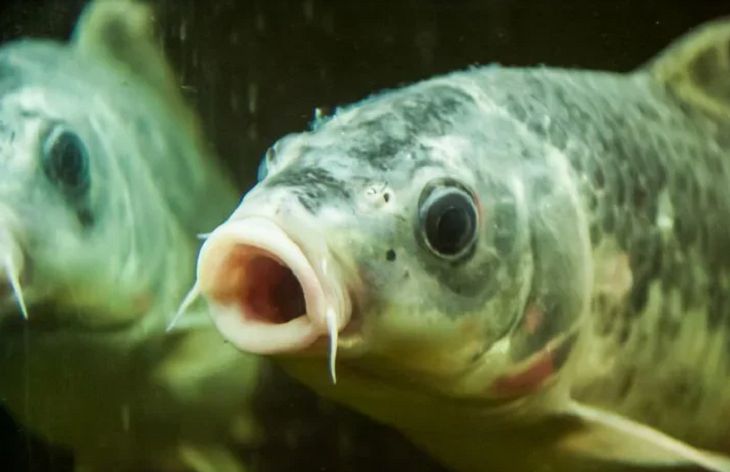 Лукашенко поручил нарастить производство рыбы