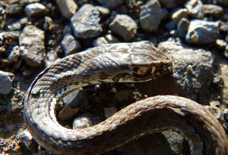 Редких гадов ползучих обнаружили в Брестской области 