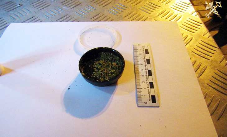 Брестские таможенники за неделю пресекли две попытки ввоза марихуаны