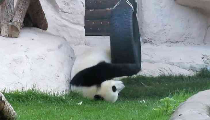  Панда устроила драку в зоопарке