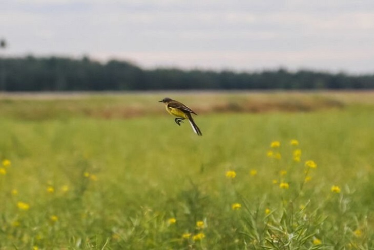 В России еще один самолет столкнулся со стаей птиц