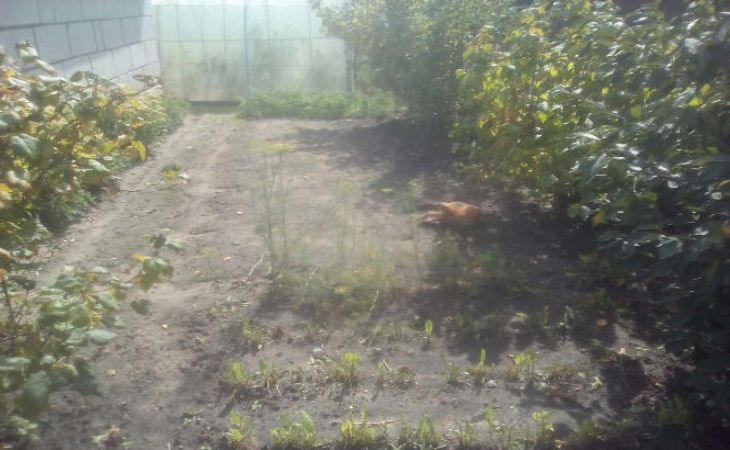 В Слуцком районе участковый милиционер спас женщину от бешеной лисы В Слуцком районе участковый милиционер спас женщину от бешеной лисы