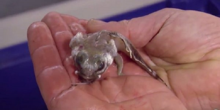 В Антарктиде нашли новый вид рыб В Антарктиде нашли новый вид рыб