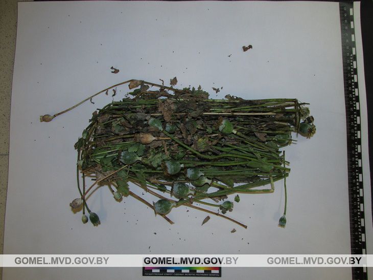 В Гомеле и Светлогорске во время спецопераций задержали троих человек В Гомеле и Светлогорске во время спецопераций задержали троих человек