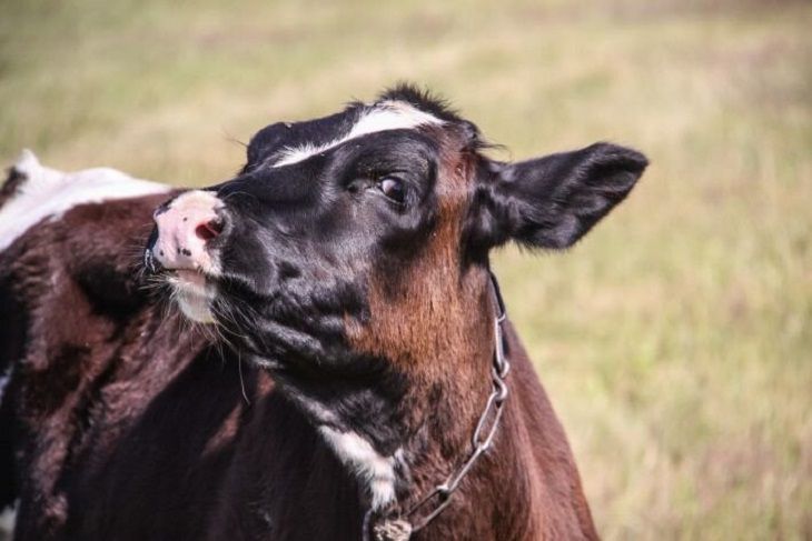 Директор сельхозпредприятия в Рогачевском районе продал около 50 коров по заниженной цене