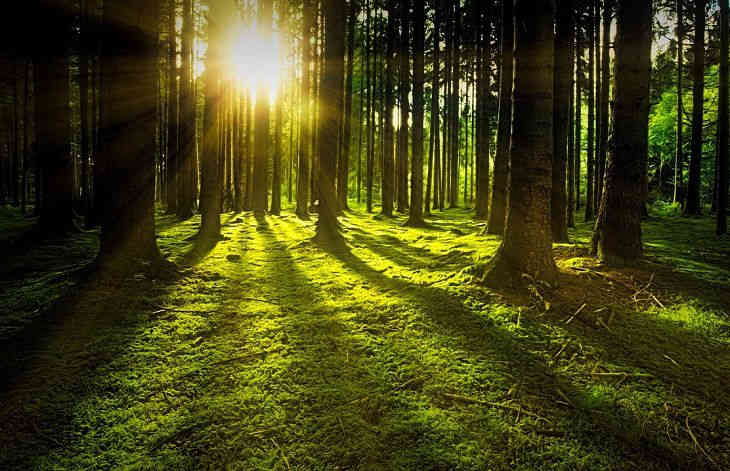 Житель Городка нашел гриб дождевик весом почти 4 кг. Ели несколько дней