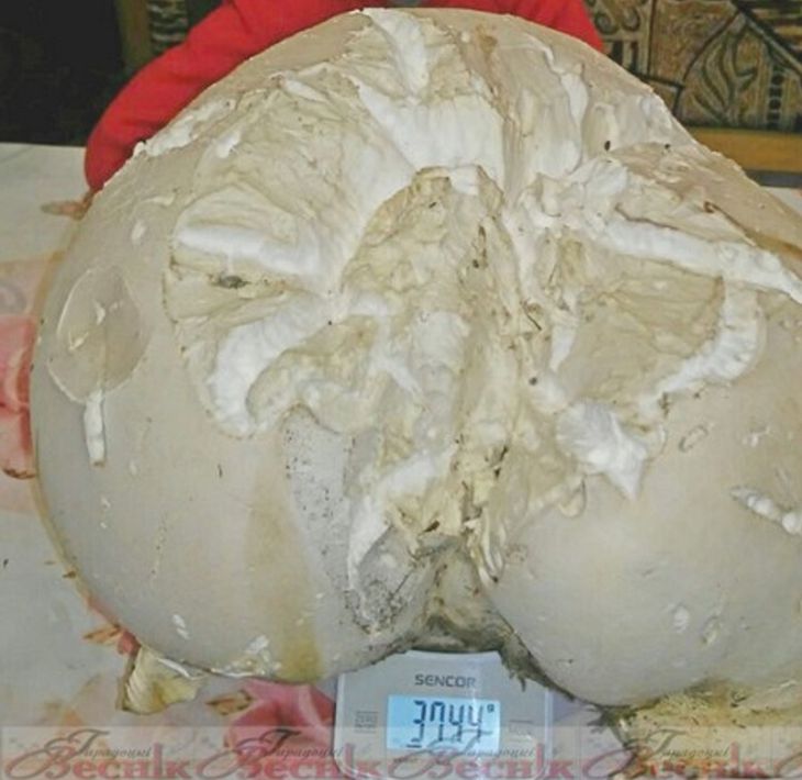 Житель Городка нашел гриб дождевик весом почти 4 кг. Ели несколько дней