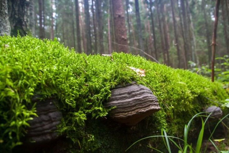 В Гомельской области с начала года фотоловушки «поймали» в лесах около 120 нарушителей