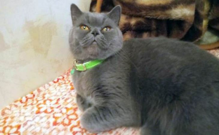 Россиянин за $225 тыс. продает кошку «исцеляющую от похмелья» Россиянин за $225 тыс. продает кошку «исцеляющую от похмелья»