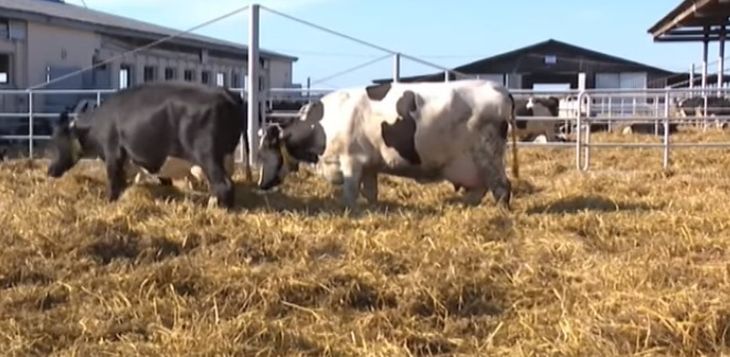 Коров завалили сеном перед визитом Александра Лукашенко на ферму