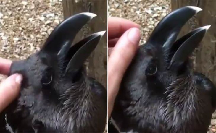 Кролик или ворон: новая оптическая иллюзия озадачила пользователей соцсетей