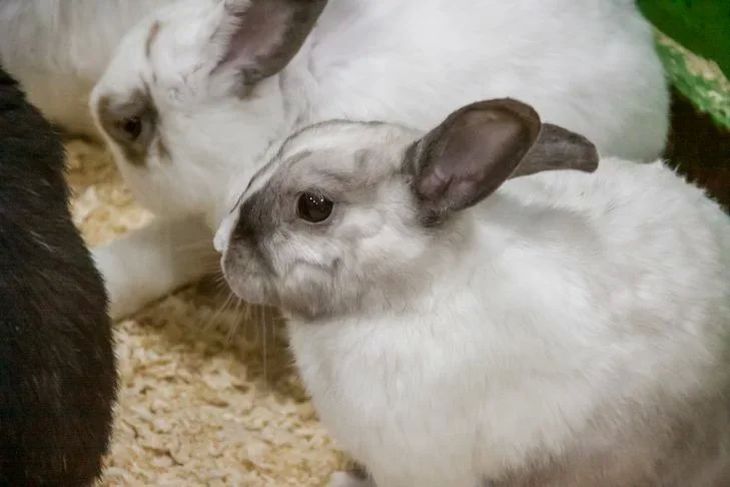 В деревне под Сморгонью сельчанин украл у мужчины 10 кроликов