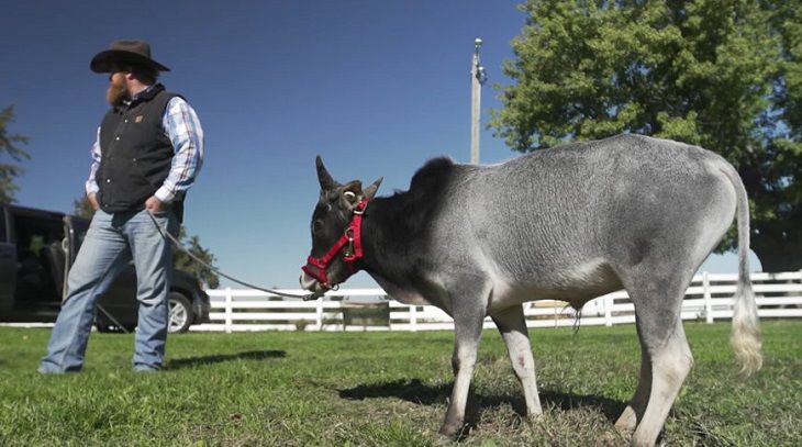 Это надо видеть: так выглядит самый маленький бык на планете