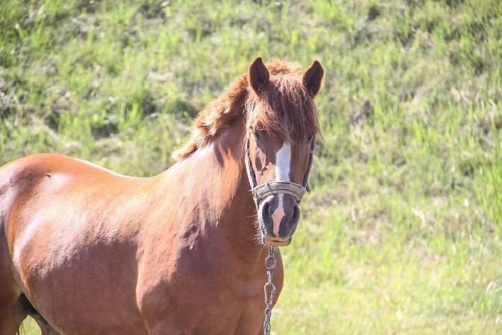Вот на какие зарплаты зовут сестру милосердия, тренера лошадей и начальника гаража в Речице Вот на какие зарплаты зовут сестру милосердия, тренера лошадей и начальника гаража в Речице