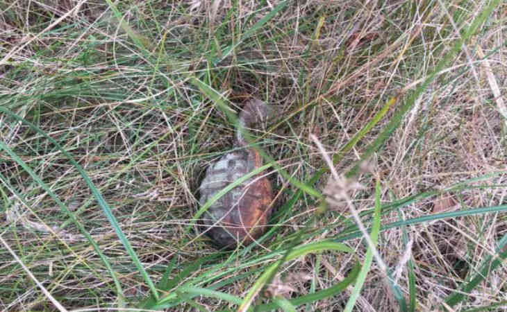 Под Брестом дети сели в попутку с гранатой Под Брестом дети сели в попутку с гранатой