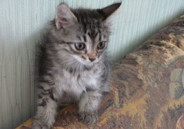 «Начал гладить, и у него слезы потекли». 17 часов дальнобойщик вез умирающего котенка в клинику 