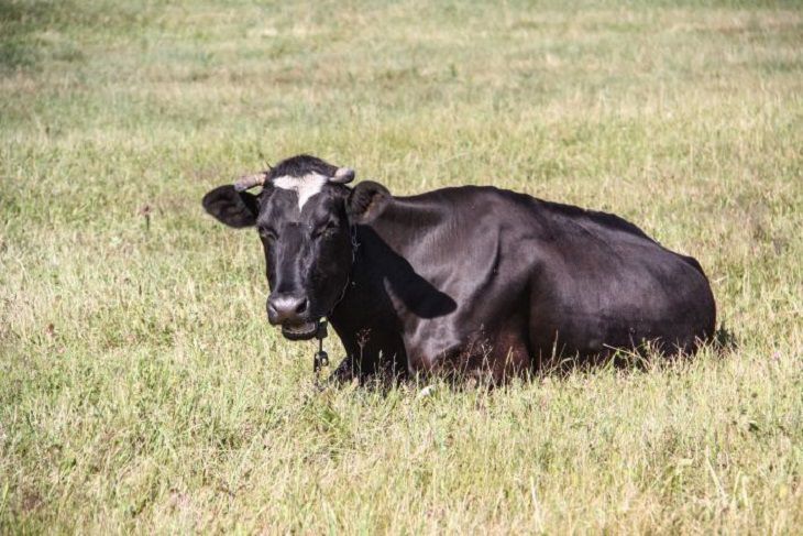Беларусь не пускает скот из Новосибирска: что случилось Беларусь не пускает скот из Новосибирска: что случилось