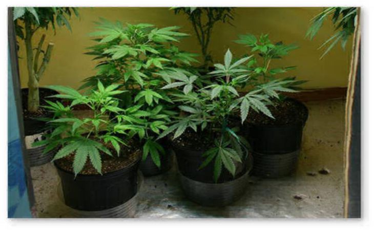 «Успел вырастить и высушить»: Милиция помешала минчанину употребить «урожай»