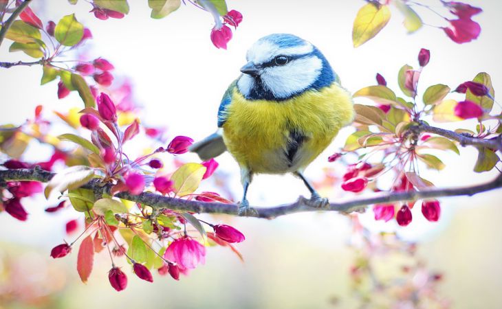 Тест-предсказание: Выбери птицу и узнай своё послание дня