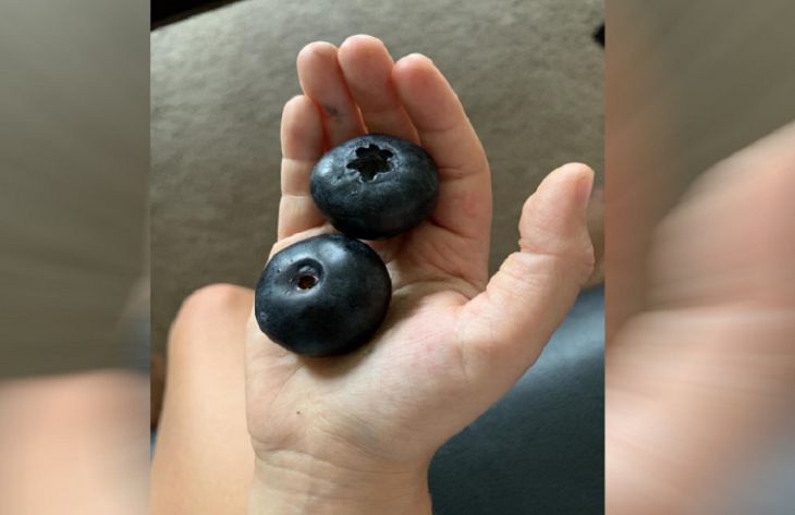 В лесу нашли чернику размером с пол-ладони. Пользователи сети обсуждают ягоду-мутант