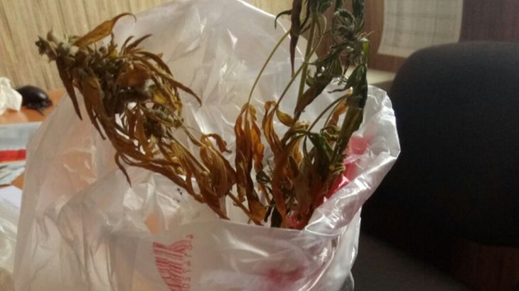 В Барани женщина выращивала коноплю в доме своих родителей