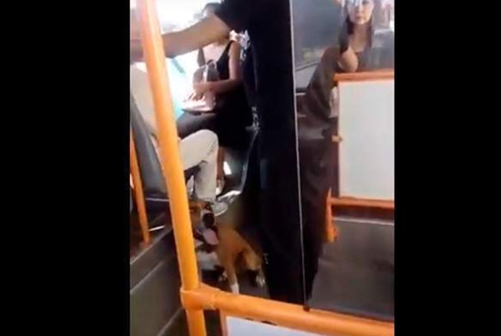 Гомельчанин с бойцовской собакой без намордника устроил беспредел в троллейбусе